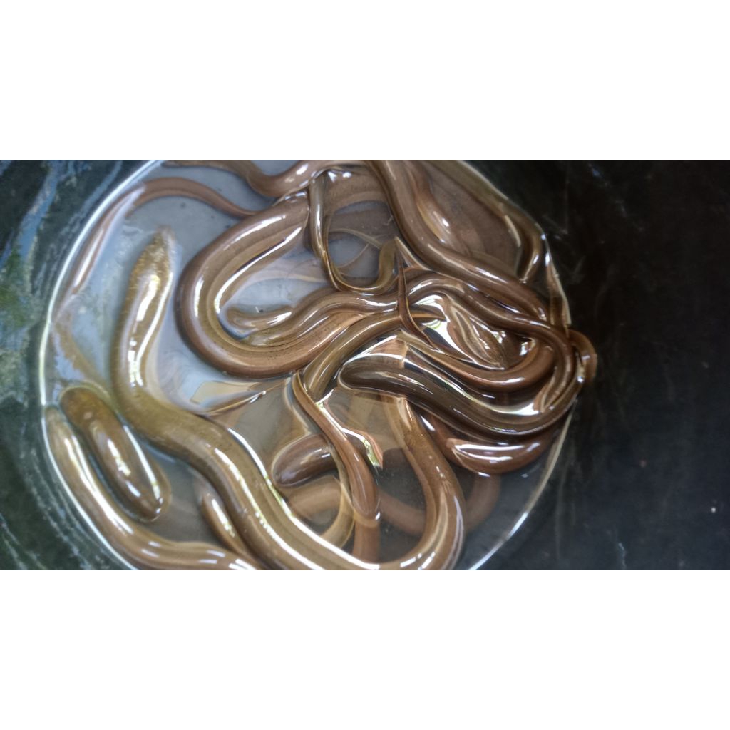 JUAL BELUT SAWAH HIDUP 1 kg