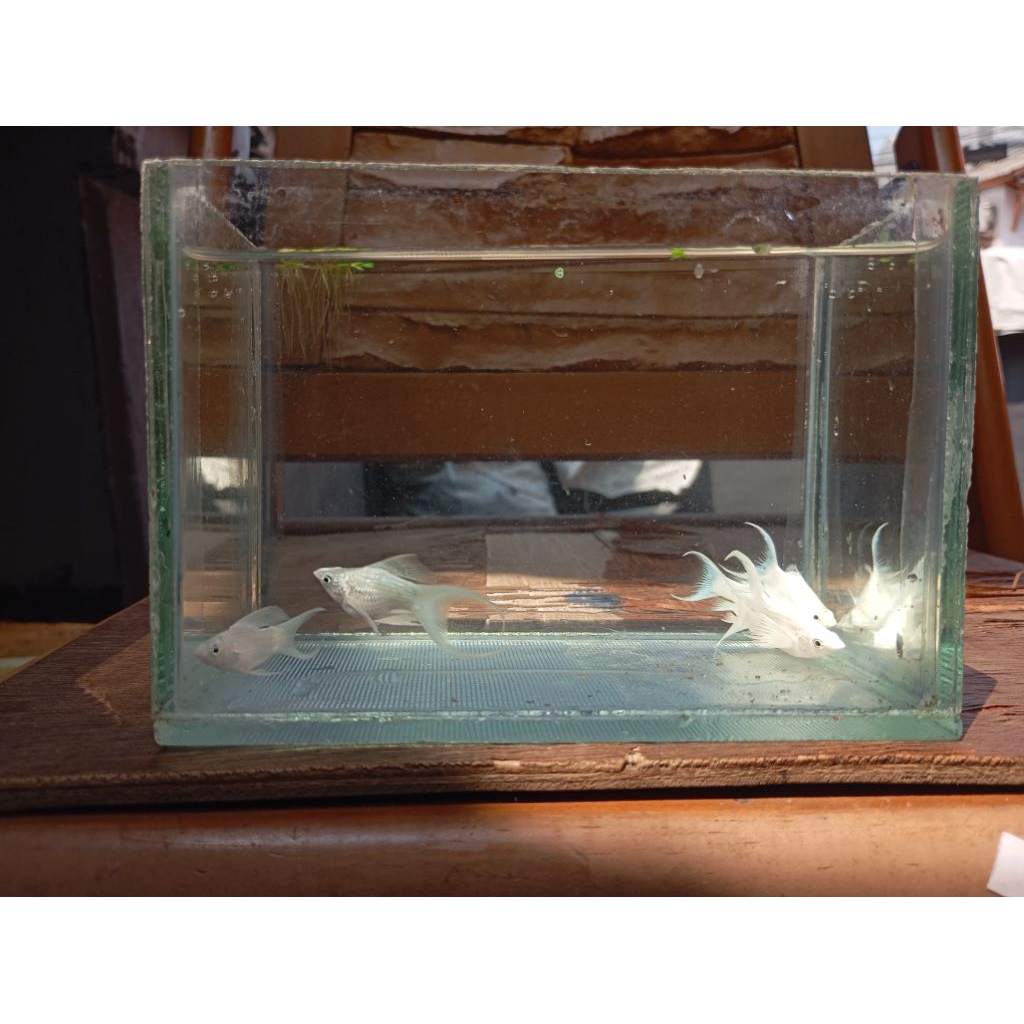 Souvenir atau gantungan molly platinum balon Lyretail atau ekor Cawang