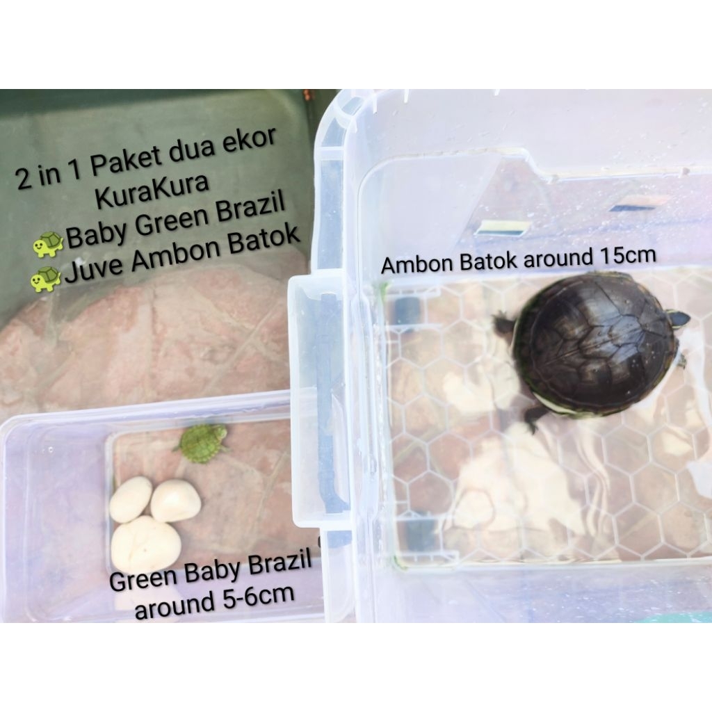 2in1 Dua ekor Kura kura peliharaan Ambon Batok dan Brazil Paket Hemat SAMEDAY