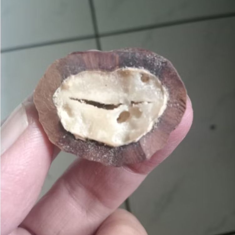 Kemiri Adu Muncang Adu Jayanti Ori Tua Jatuhan