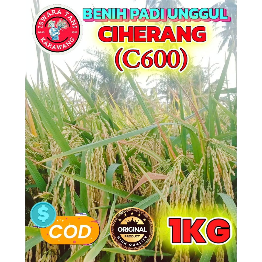 BENIH PADI BERKUALITAS CIHERANG C600 KEMASAN 1KG