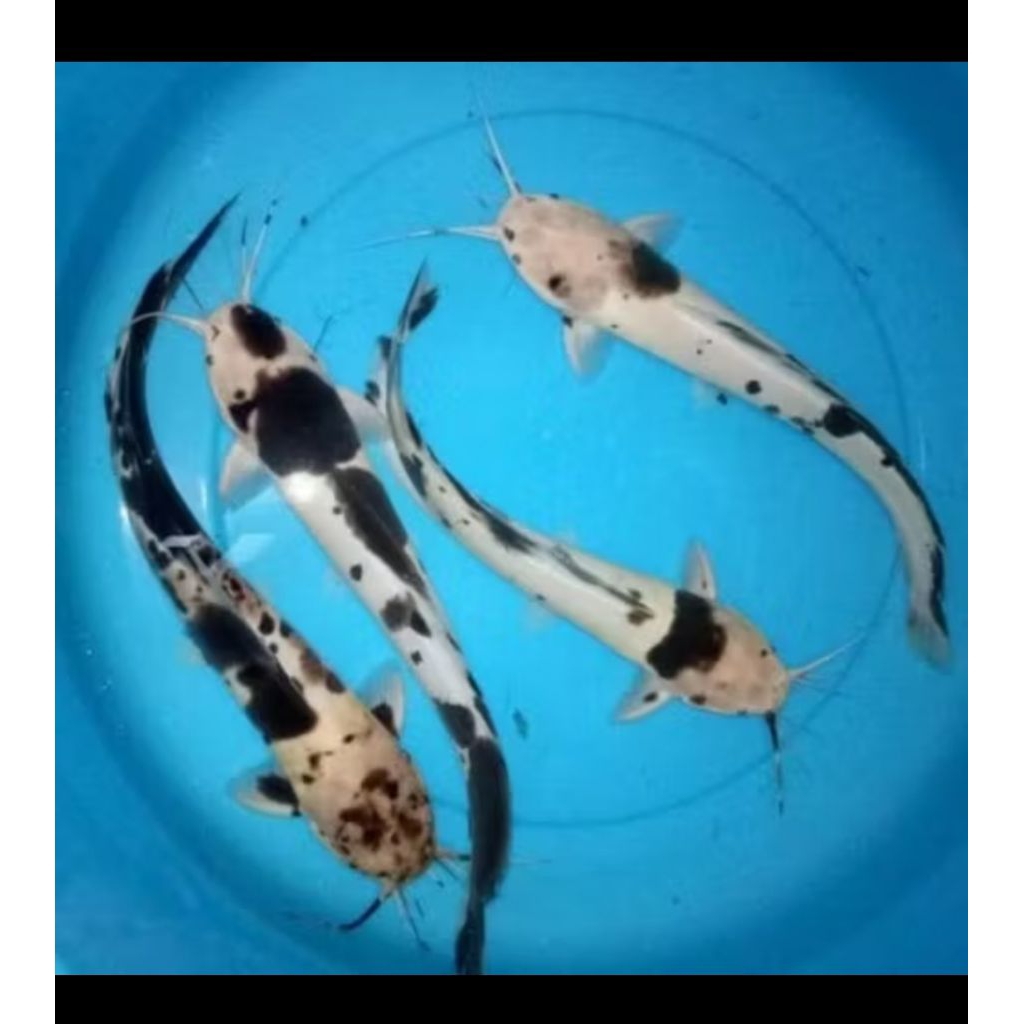 Ikan lele belang 8-10cm