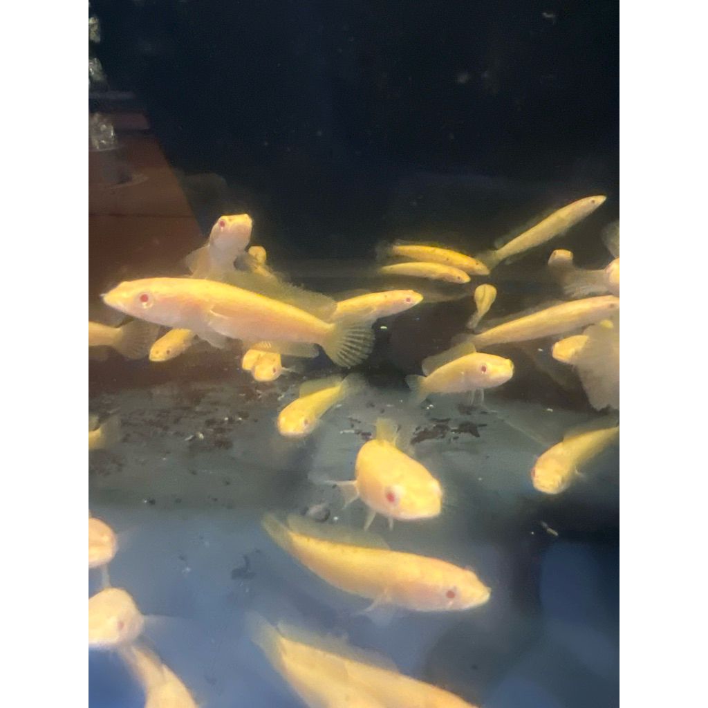 striata albino mata merah