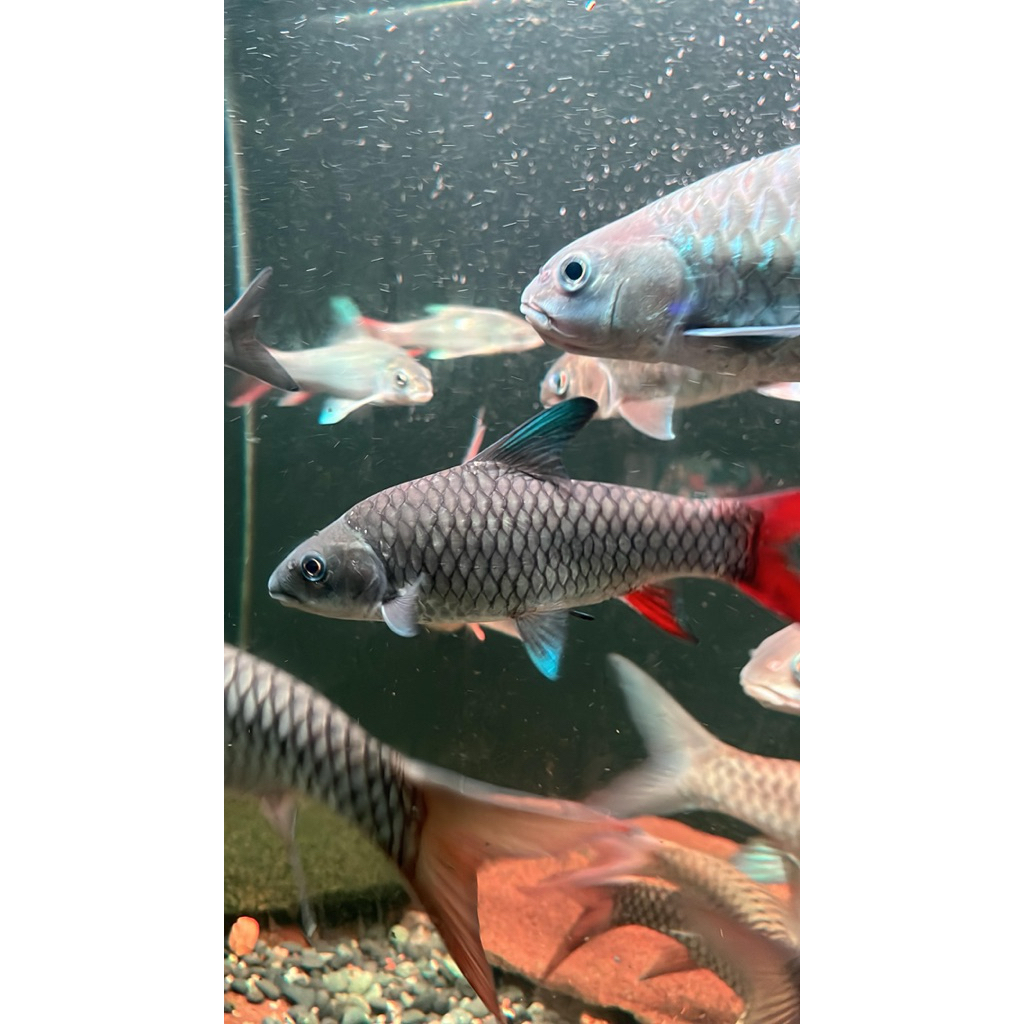 Labeobarabus Malagarasi/Masheer Import Afrika