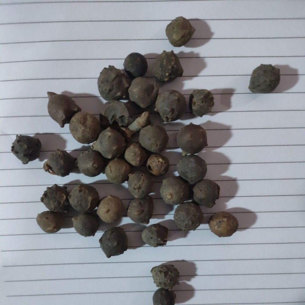 biji kani atau buah kani