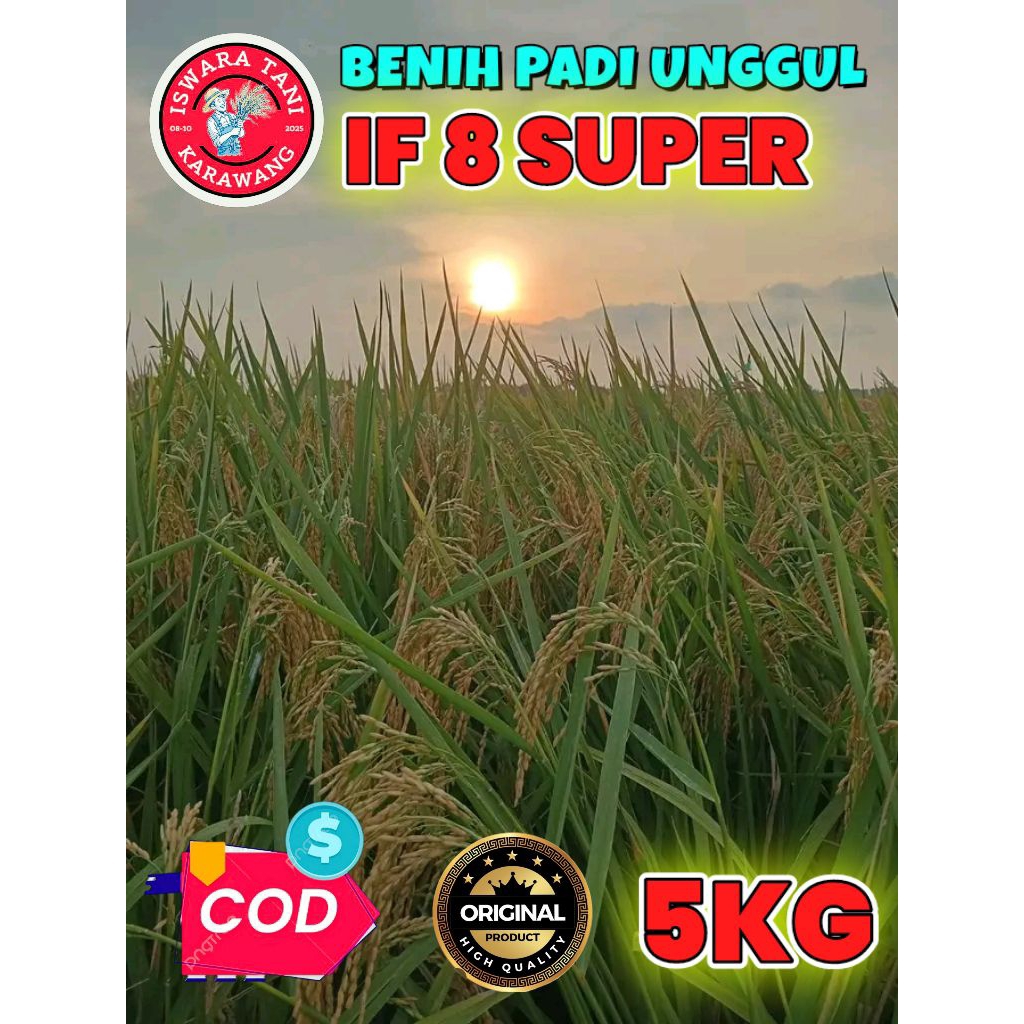 BENIH PADI UNGGUL BERKUALITAS IF 8 SUPER KEMASAN 5KG