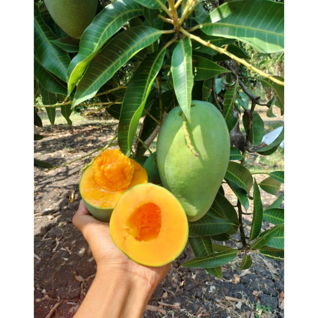 5KG Mangga Alpukat Bangil Masak Pohon