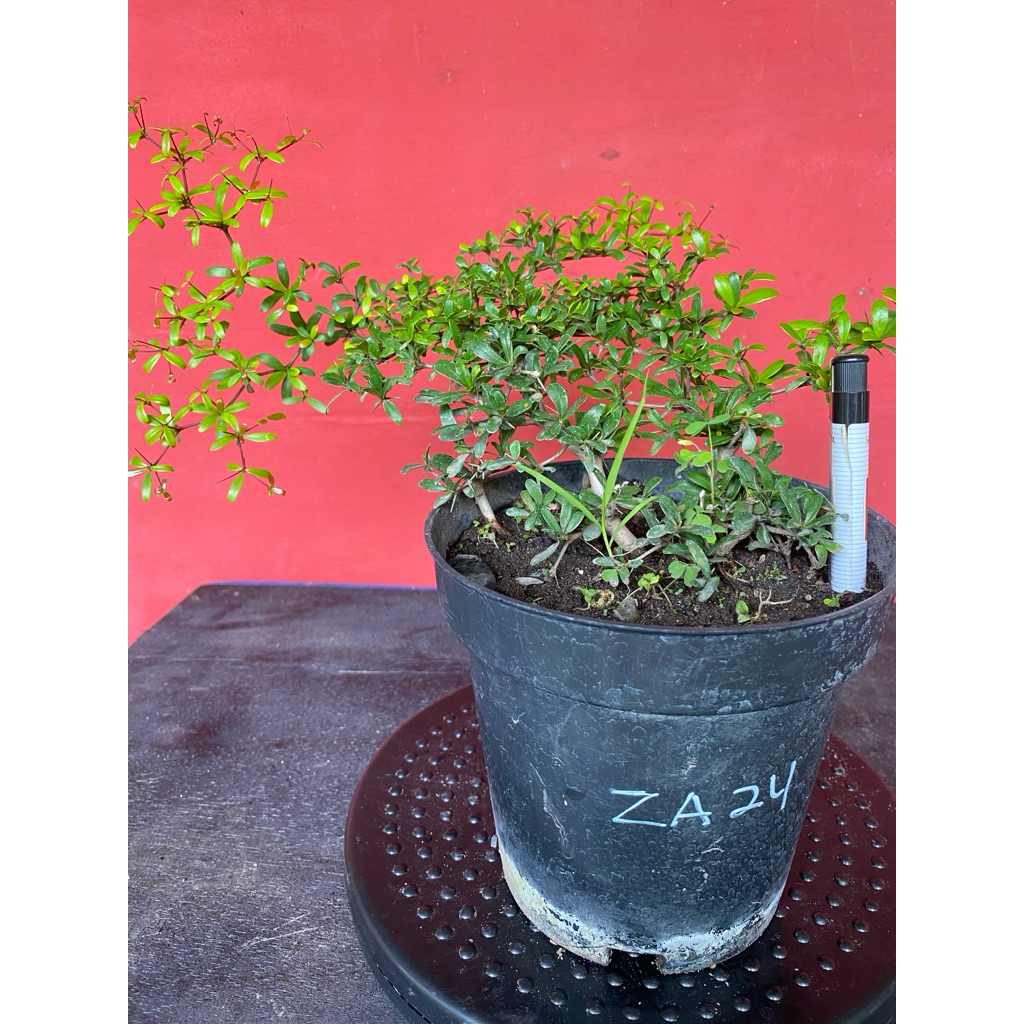 Bahan Bonsai Black Olive