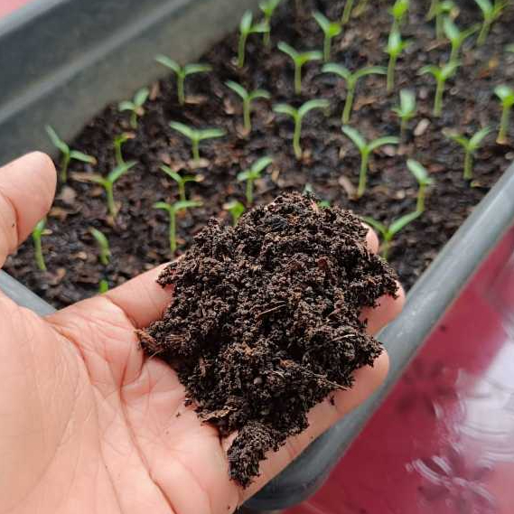 media tanam semai organik siap pakai untuk cabe dan sayuran kebun rumahan