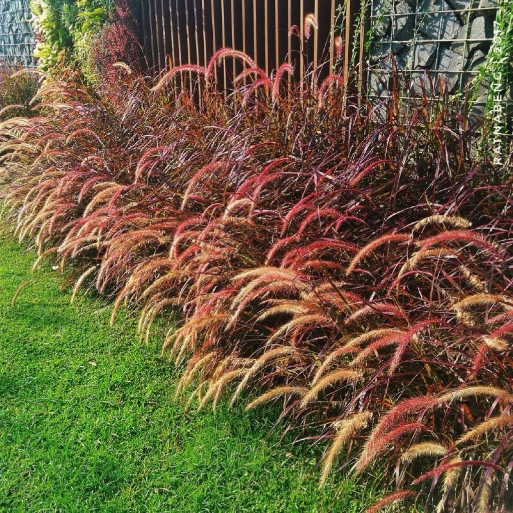 Tanaman outdor rumput ilalang merah ekor kuda