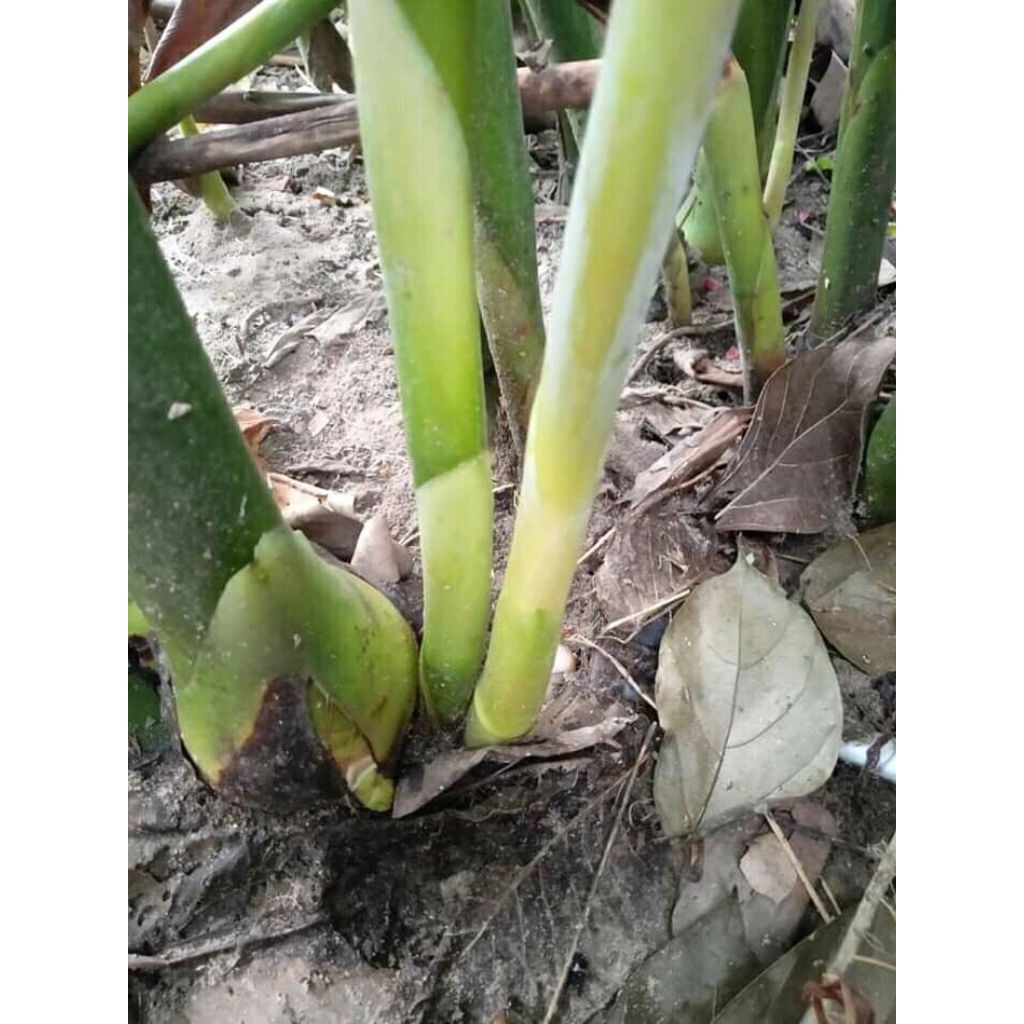 Bibit tunas bonggol kecombrang hijau/bibit honje combrang hijau