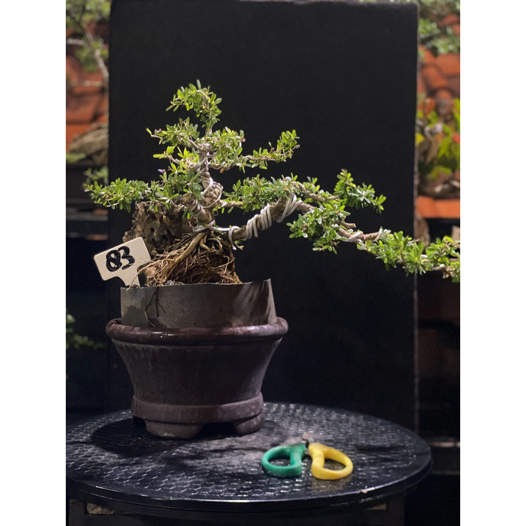 Bonsai Saeng simbur OTR