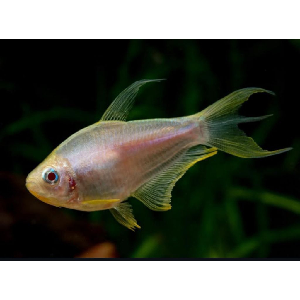 Golden Blue Emperor Tetra paket 20e