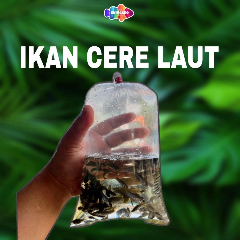 PAKAN HIDUP IKAN CERE LAUT | PAKAN PREDATOR