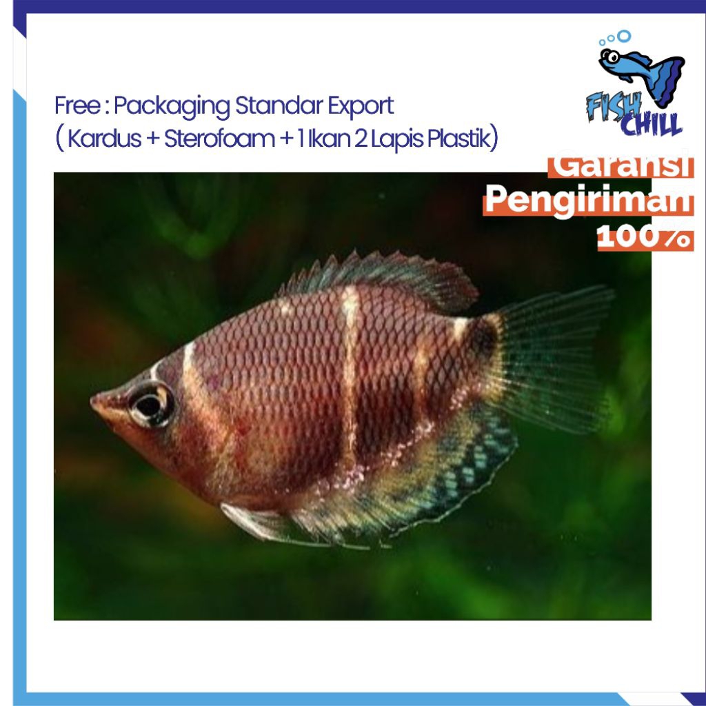 Hiasan Aquarium • CHOCOLATE GOURAMI • Tangkapan Alam Ikan Gurame Coklat Choco Gourame Wild Betta Ika