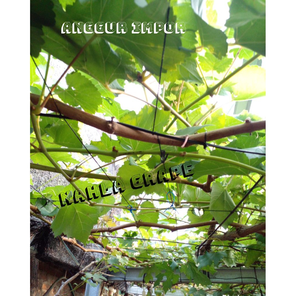 cutting anggur import valid jenis ninel harga perbatang