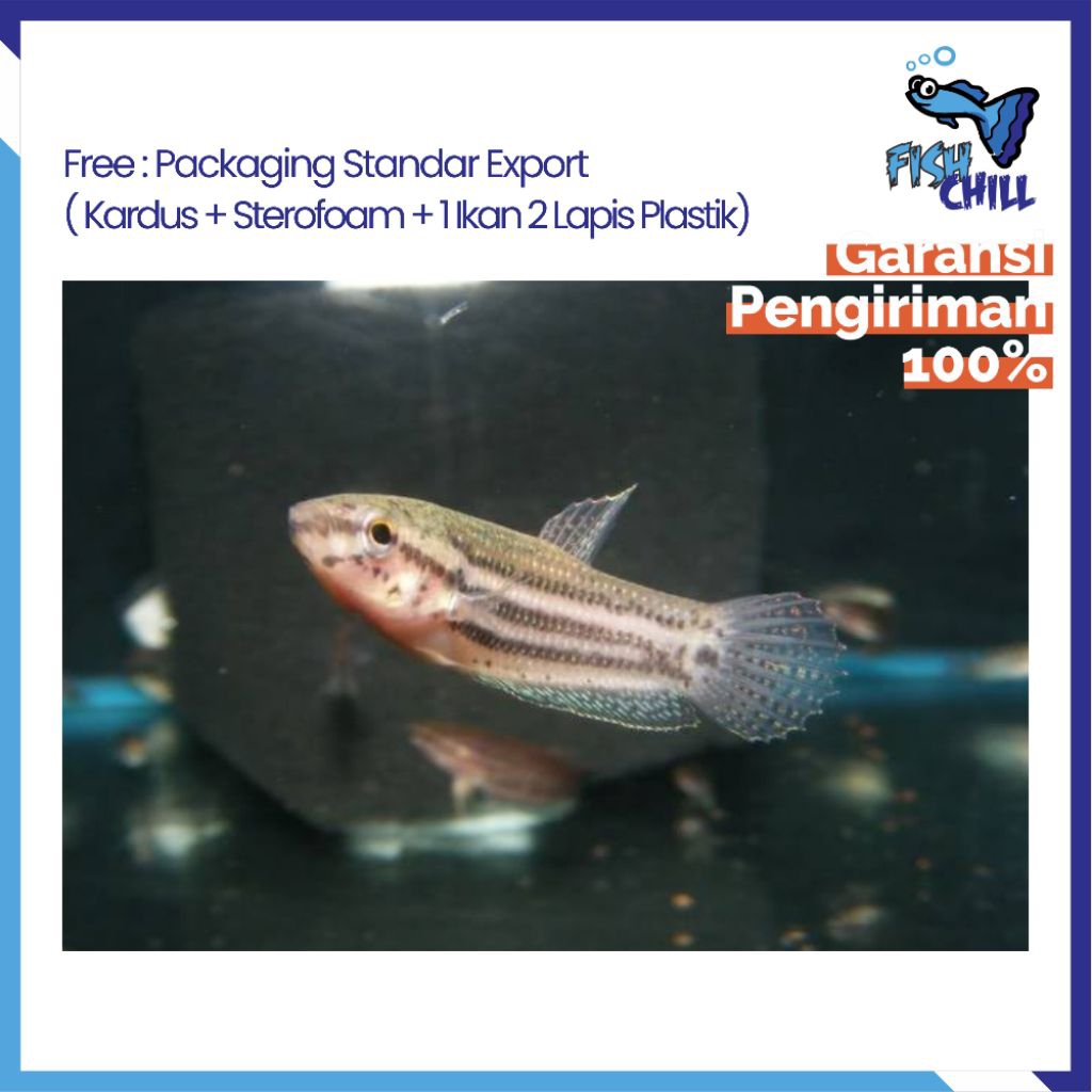 Hiasan Aquarium • WILD BETTA EDITHAE ENDEMIK ALAM JAMBI TANGKAPAN ALAM  • Tangkapan Alam Ikan Gurame