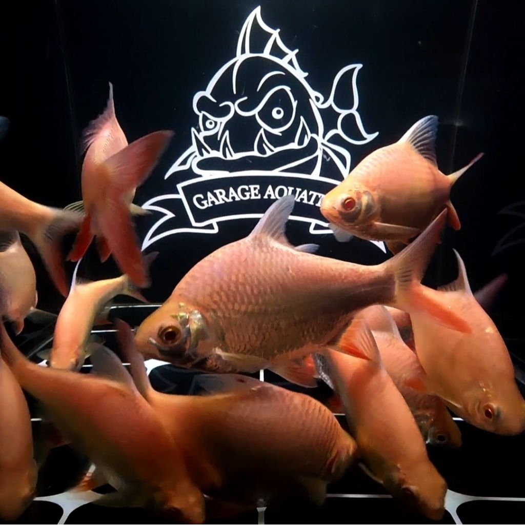 (INSTANT) KAPIAT ALBINO TINFOIL BARB TANK MATE IKAN HIAS PEMBERSIH AQUARIUM KOLAM