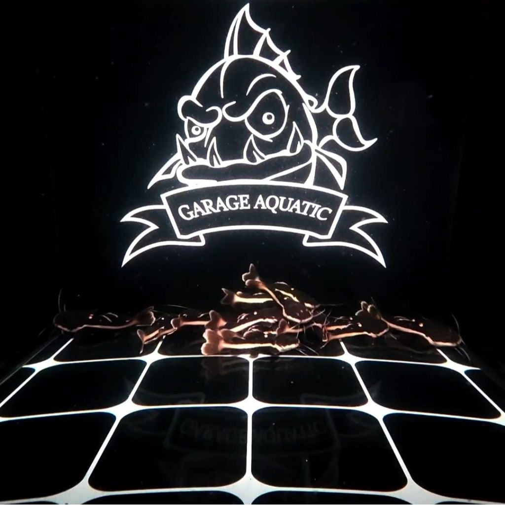 (INSTANT) RED TAIL CATFISH RTC IKAN HIAS PREDATOR AQUARIUM KOLAM