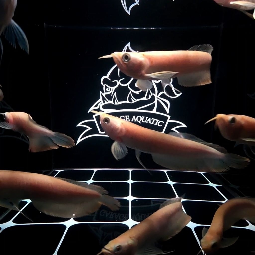 (INSTANT) AROWANA SILVER ALBINO IKAN HIAS PREDATOR AQUARIUM KOLAM