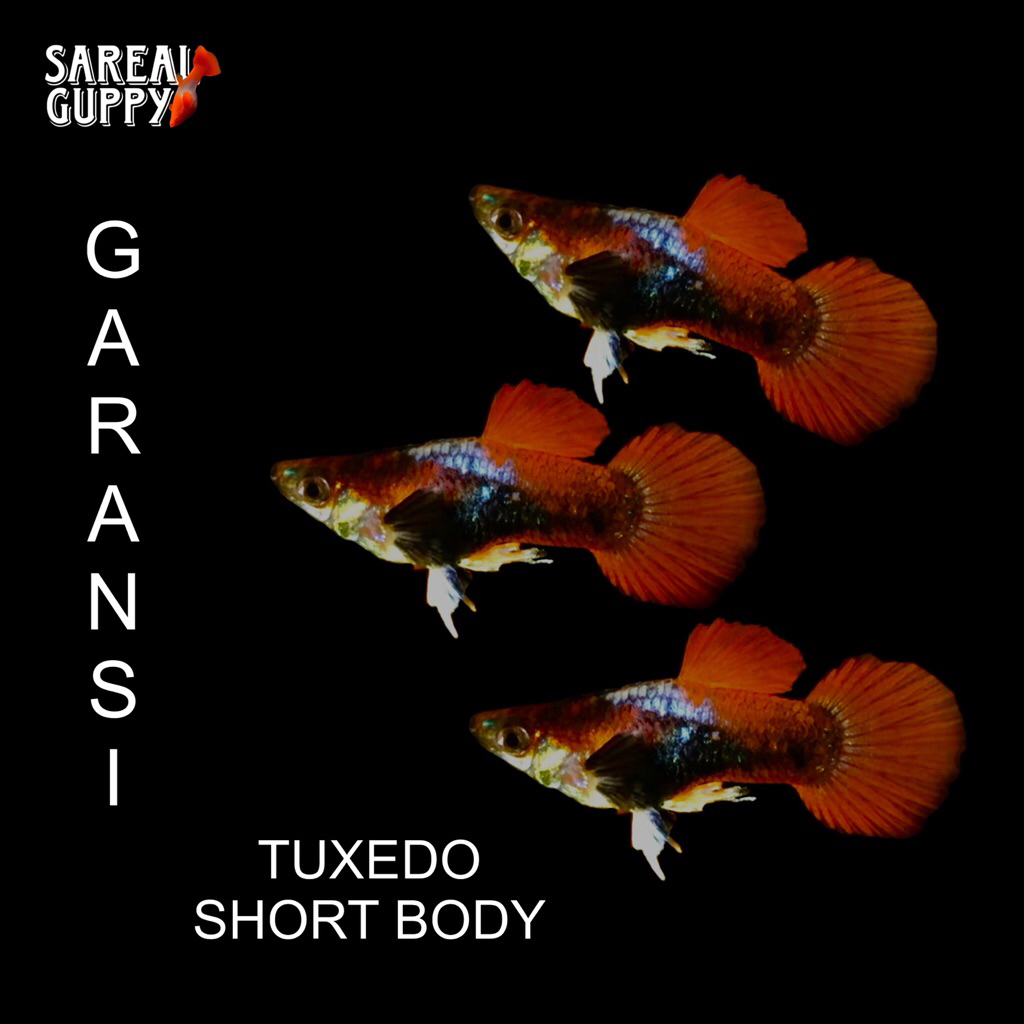 Box Sterofoam - Guppy Tuxedo Short Body