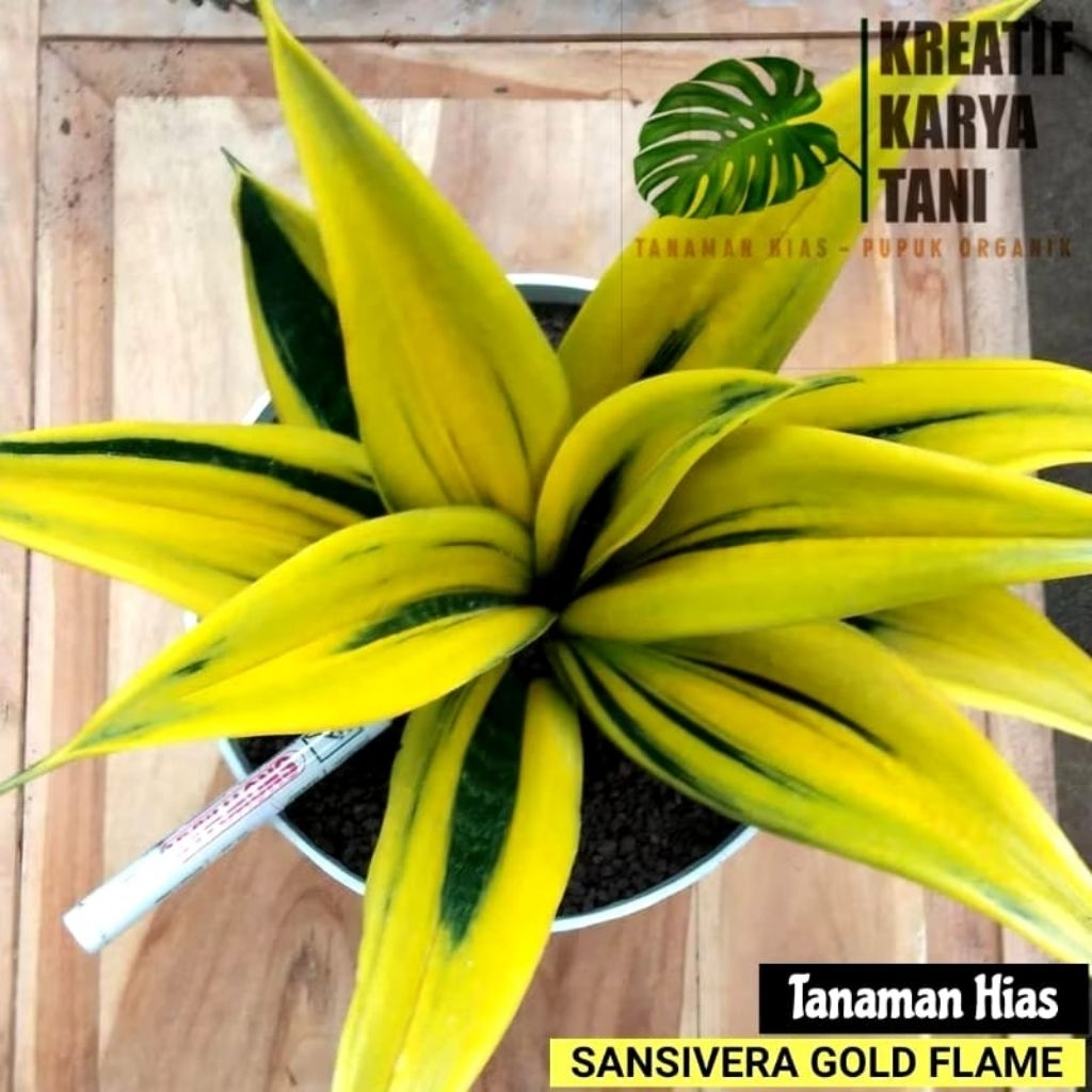 Tanaman Hias Sansivera Golden Flame - Sansivera Gold Flame