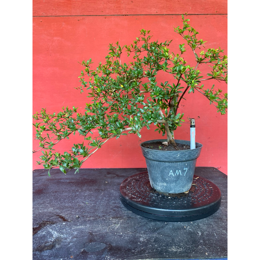 Bahan Bonsai Black Olive