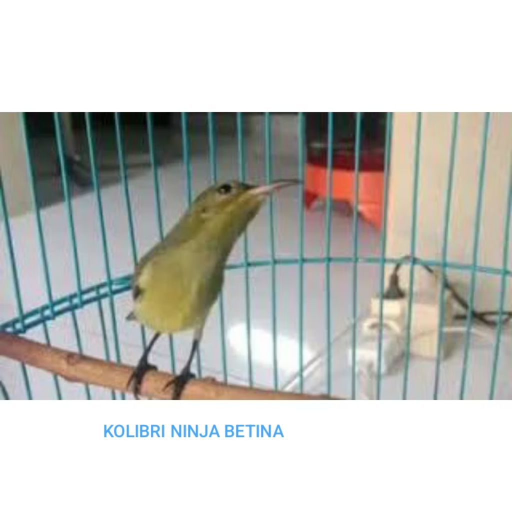 KOLIBRI NINJA BETINA SIAPAN