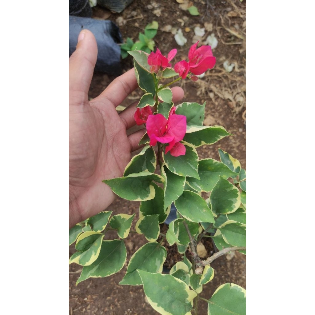 Bibit Bougenville Varigata Merah Fanta