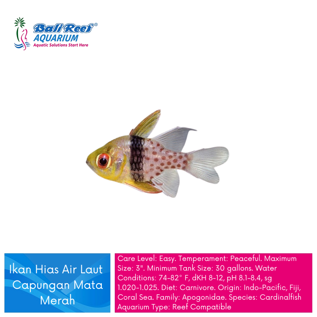 Hiasan Aquarium Ikan Hias Air Laut Capungan Mata Merah