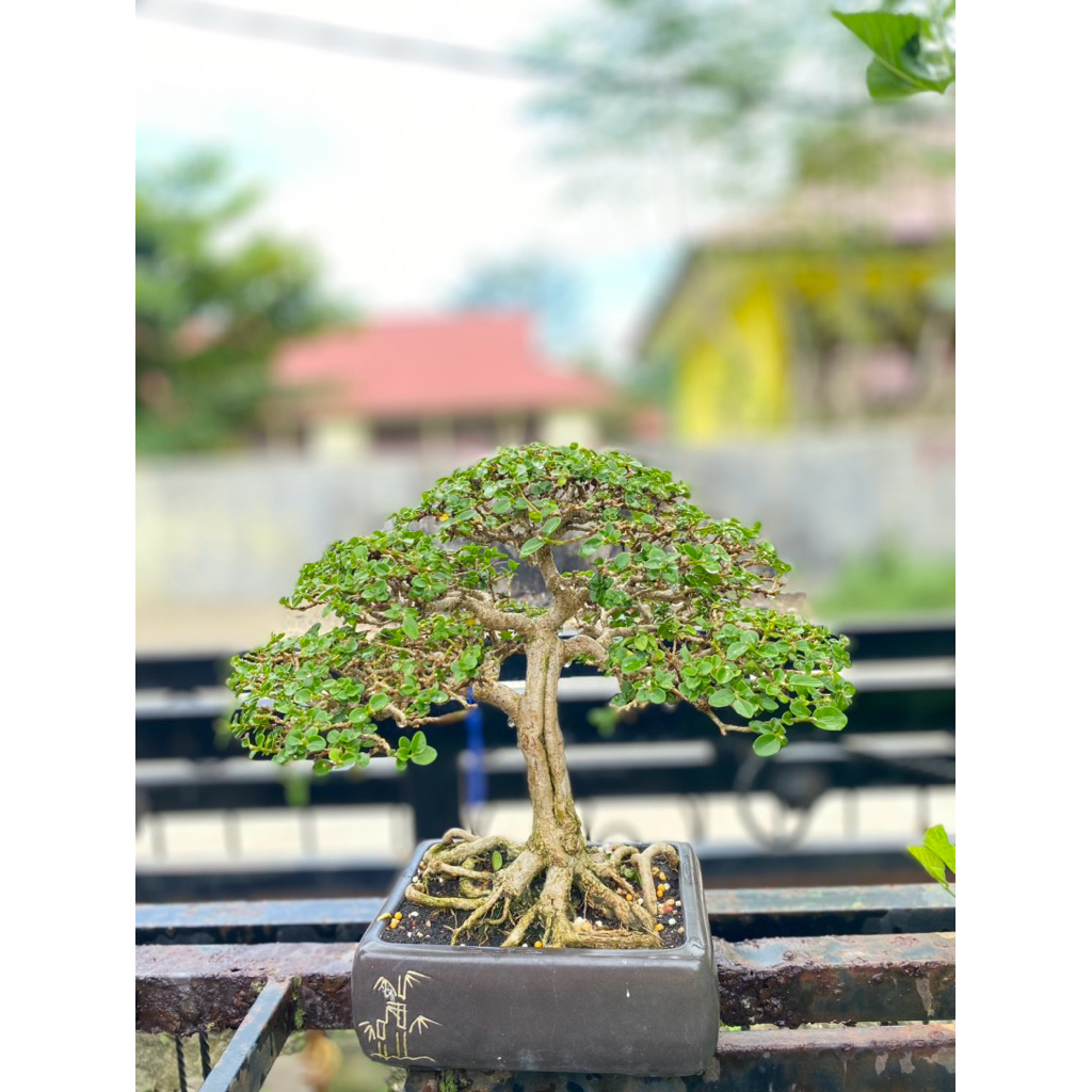 Bonsai siap Pajang Sancang Mame
