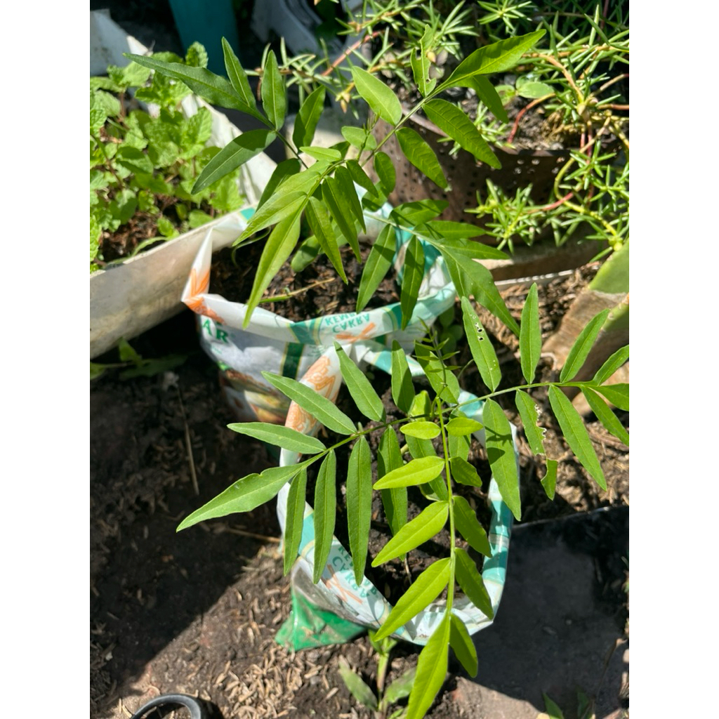 tanaman lerak bibit | BIBIT LERAK