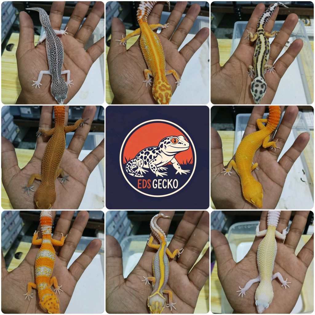 Makanan Pelet Random Morph gecko dewasa