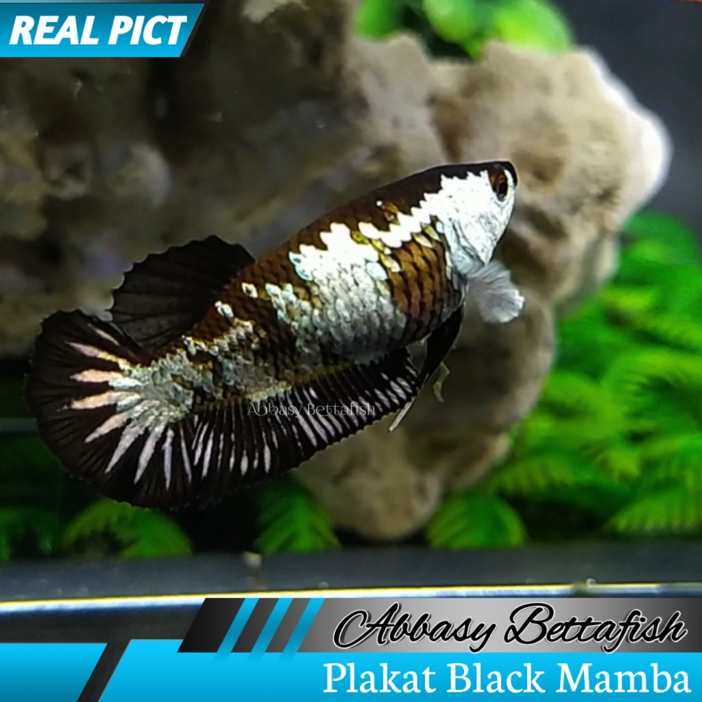 Plakat Black Mamba Female Real Picture