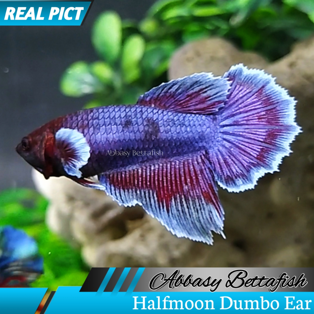 Siap Breed Halfmoon Dumbo Ear Female Real 01
