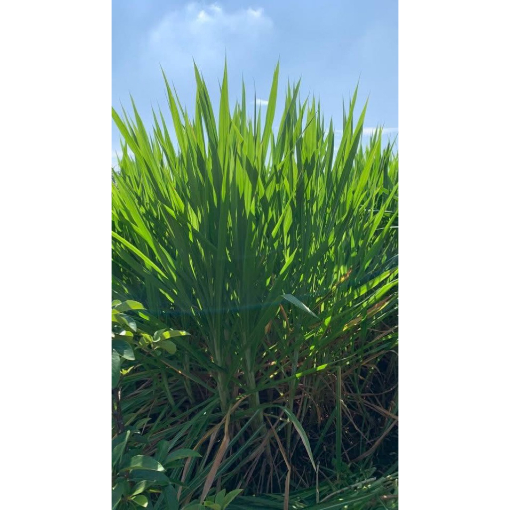 BIBIT ODOT SUPER JUMBO