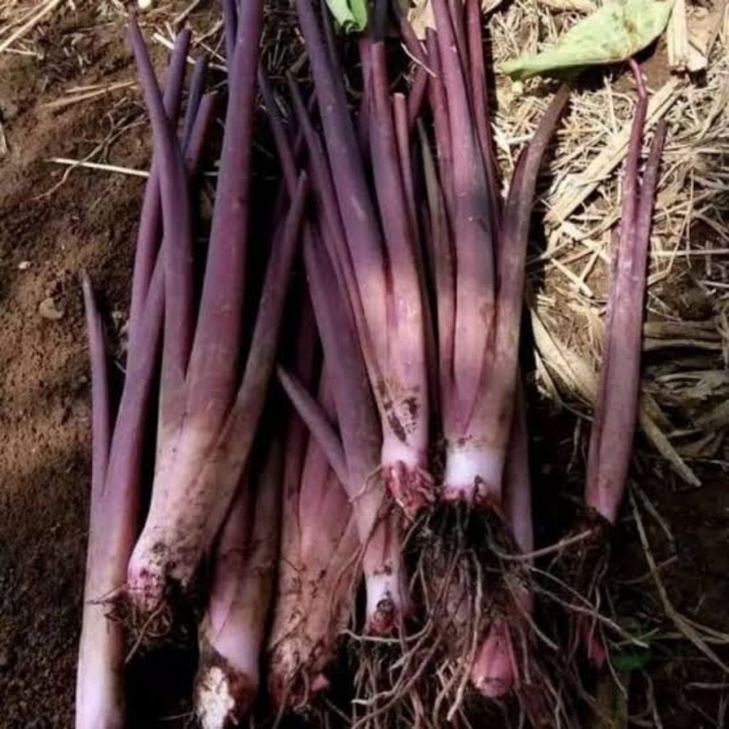 Bibit Talas Bogor Pratama 3// Talas Ungu (5 Bibit) Jumbo