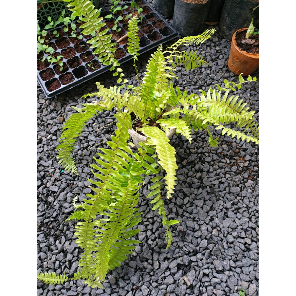 Tanaman Hias Pembersih Udara Pakis Boston Varigata