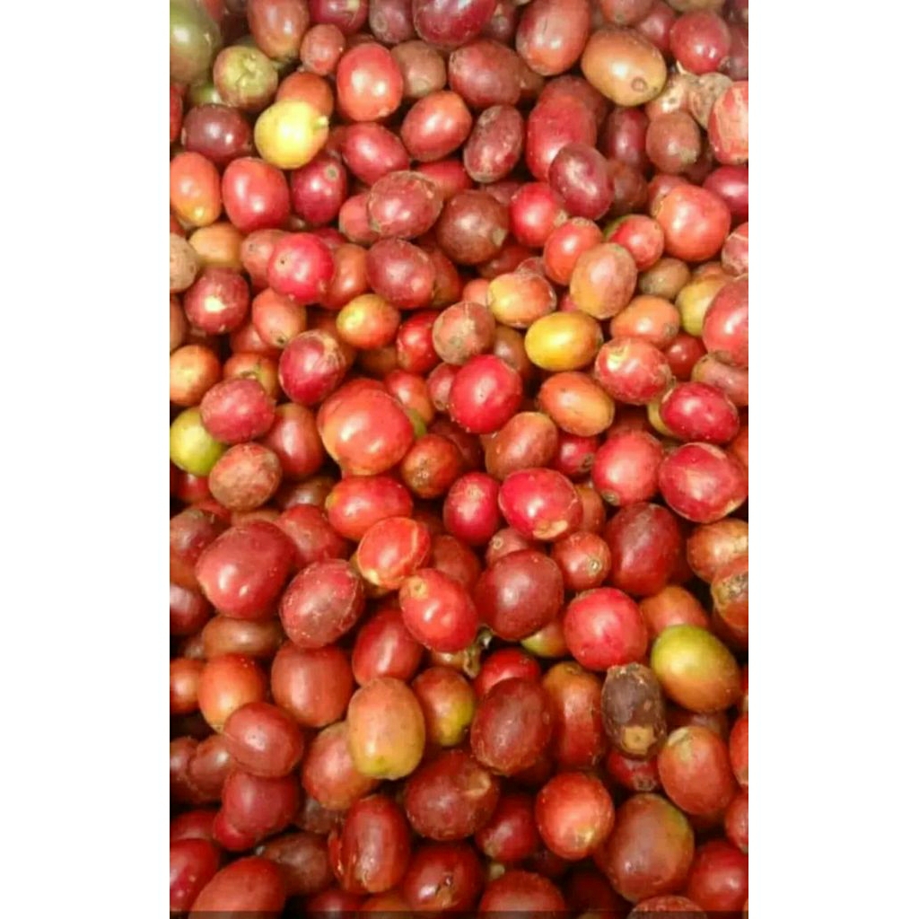buah ceri kopi arabika/kopi ateng 1 kg