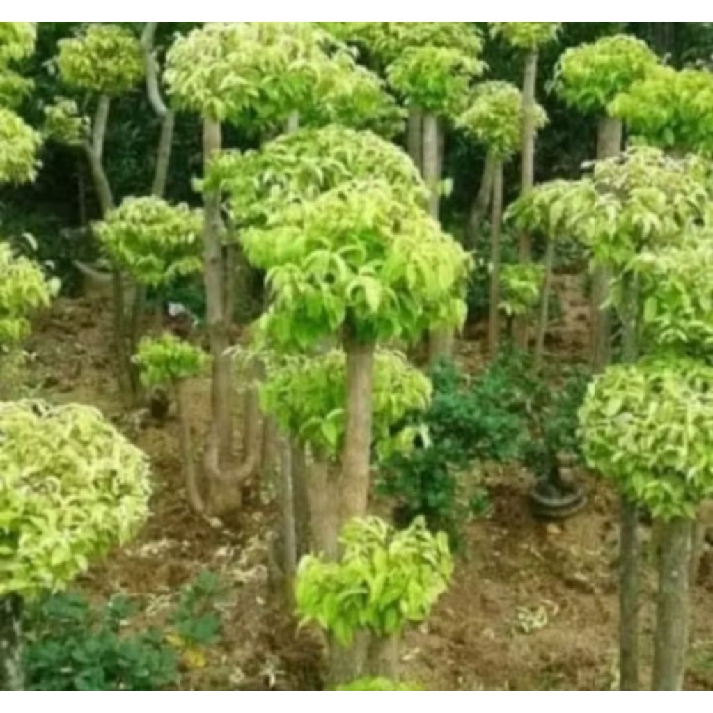 Tanaman Bonsai Anting putri sudah jadi siap pajang