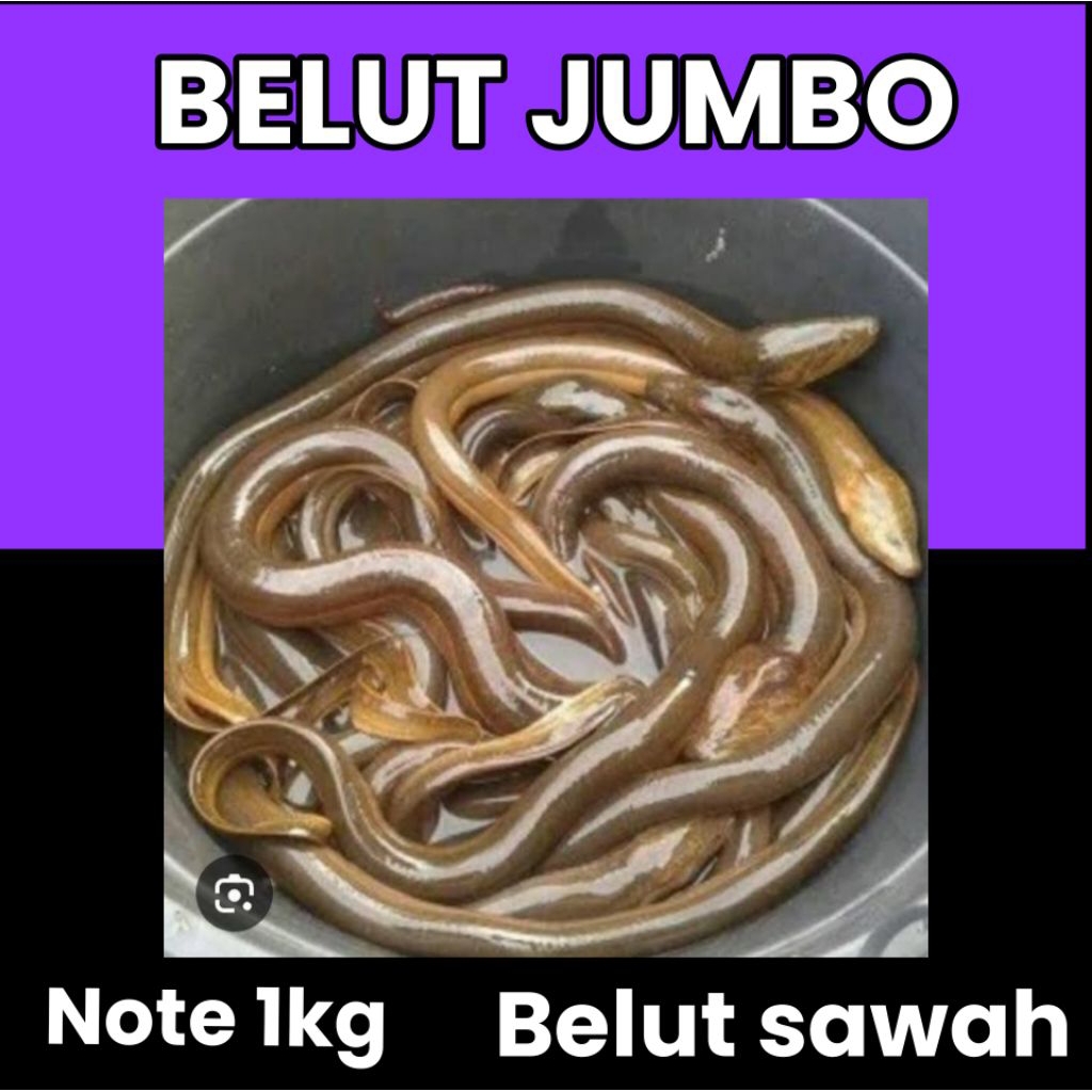 ikan belut sawah jumbo belut sawah besar 1kg
