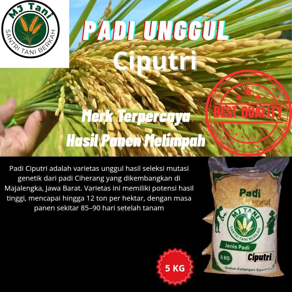 BIBIT PADI UNGGUL CIPUTRI KEMASAN 5 KG