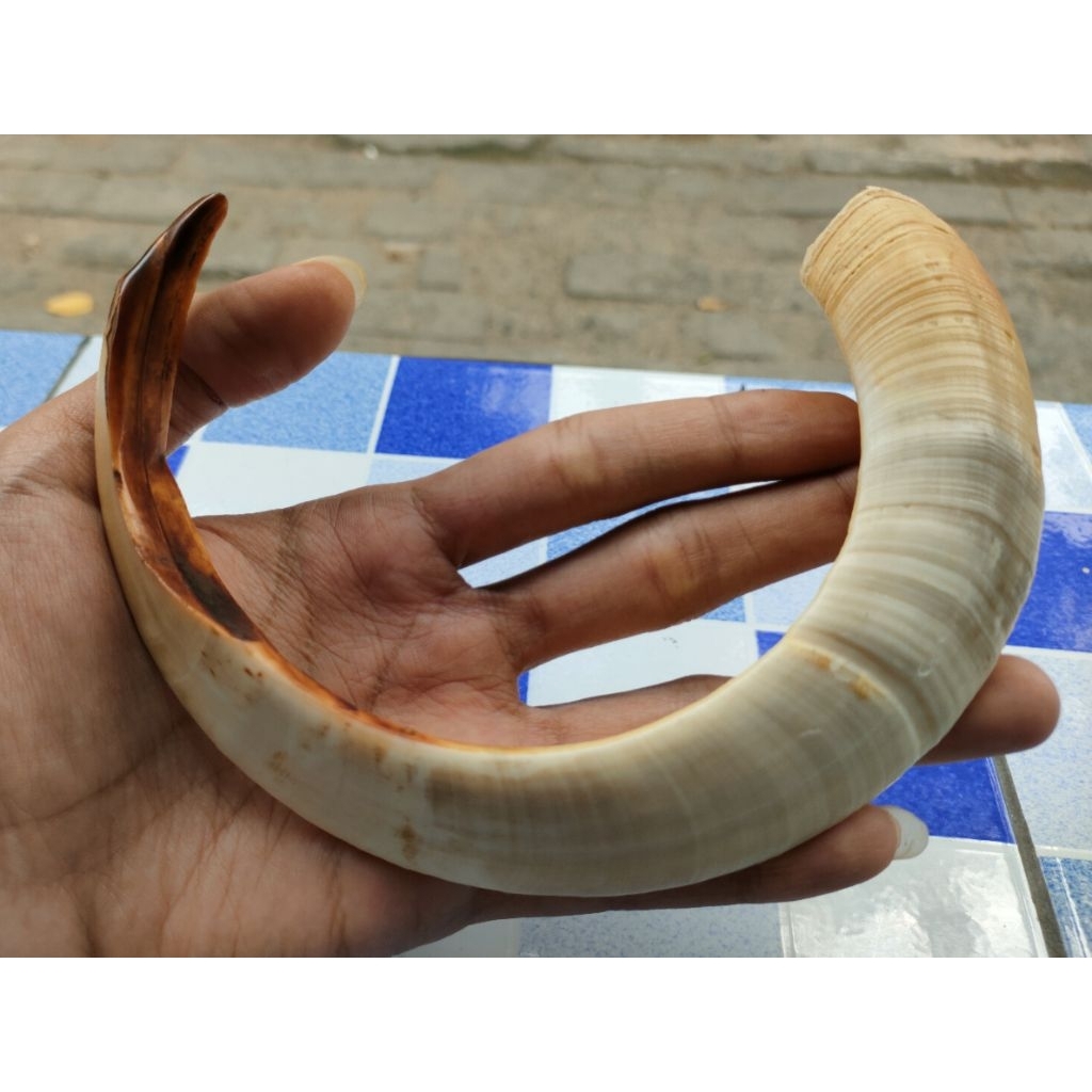 Liontin taring babi asli jumbo 15cm