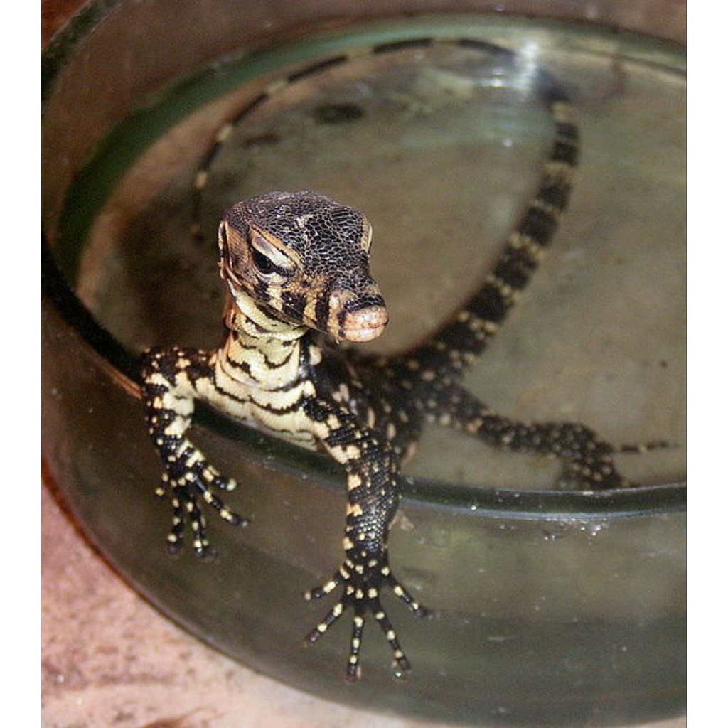 Toys Varanus salvator