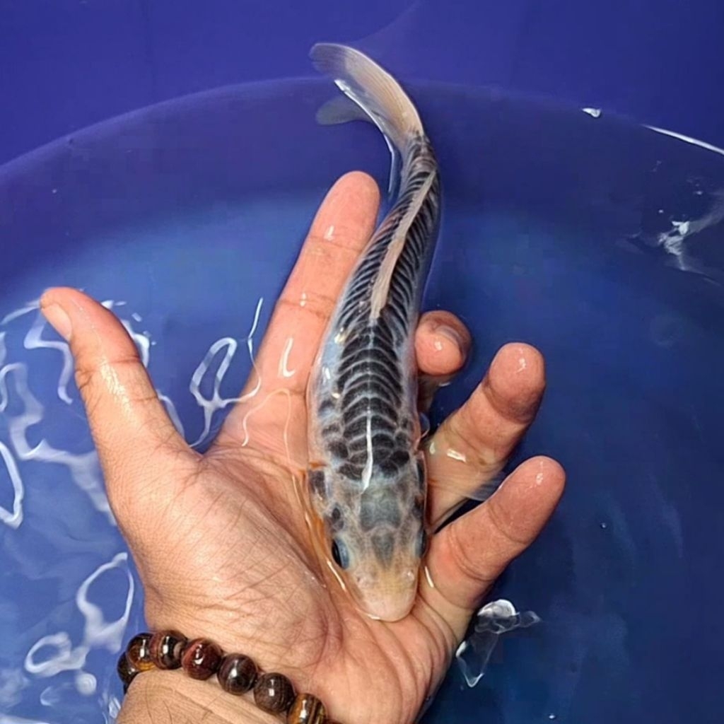 Ikan Koi Blitar Jenis Shusui / Rumah Koi Jakarta / kode 0012