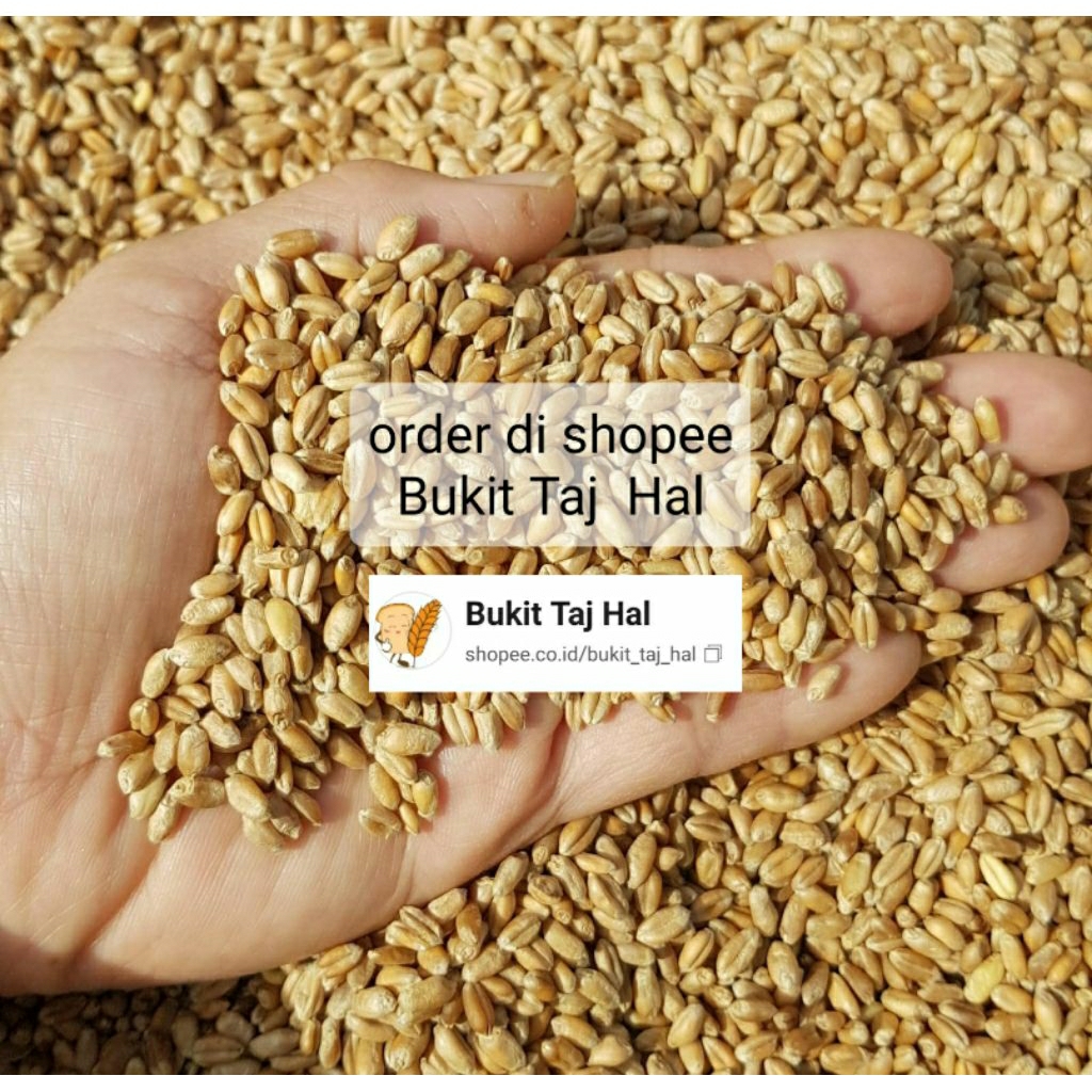 Biji Gandum 1 kg