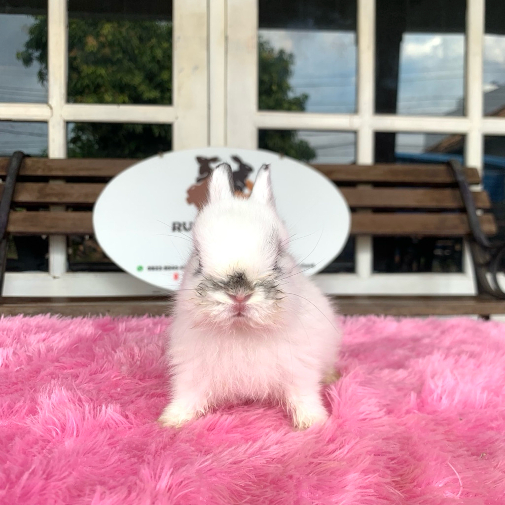 kelinci netherland dwarf jantan 6