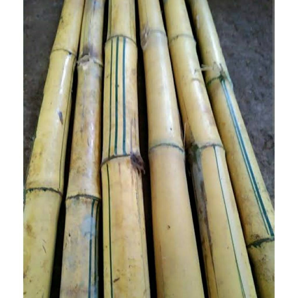 tongkat bambu kuning asli