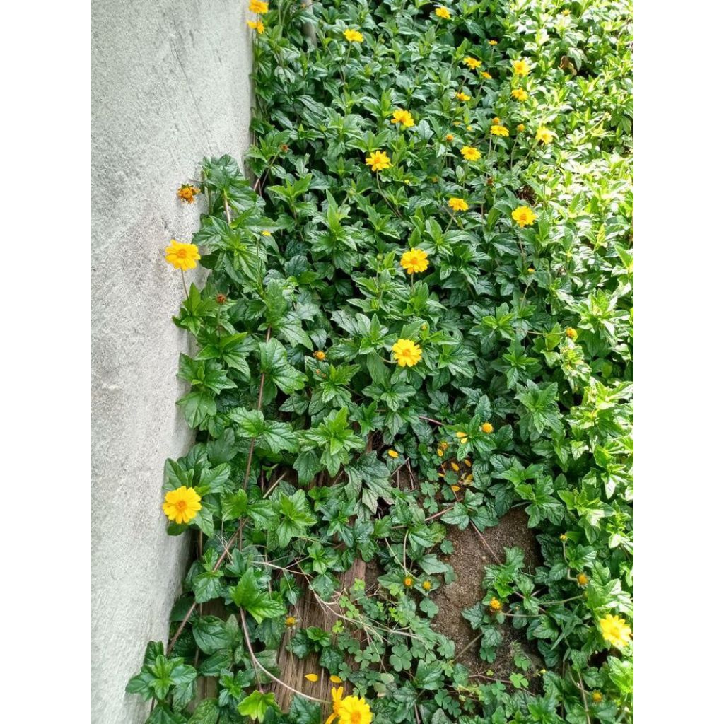 bibit tanaman jotang