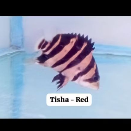 simetris 4 bar crossbelly bar cakep datz sum